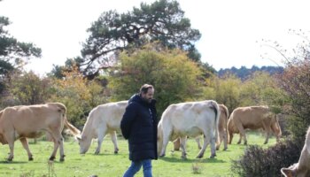 El PP llevará a las Cortes los «problemas» que está causando el lobo en la Sierra Norte de Guadalajara