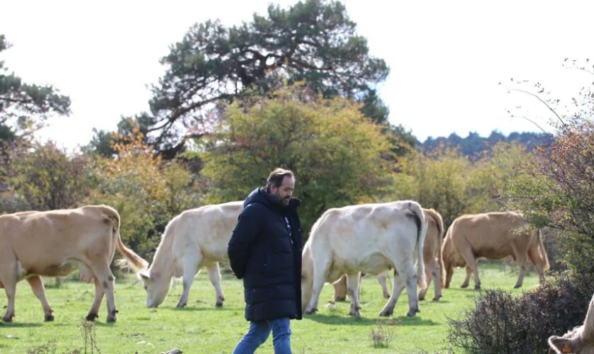 El PP llevará a las Cortes los «problemas» que está causando el lobo en la Sierra Norte de Guadalajara