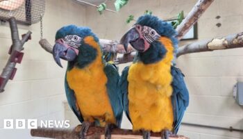 Endangered parrots Lily and Margot escape London Zoo