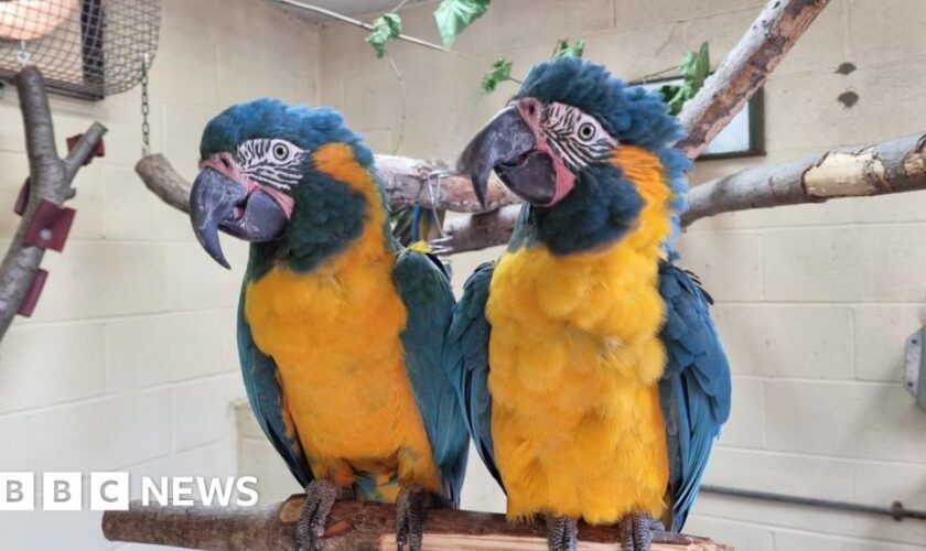 Endangered parrots Lily and Margot escape London Zoo