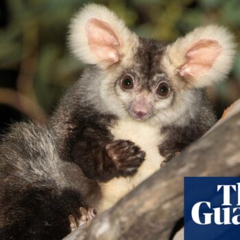 Environment summit taking place in Sydney while greater glider habitat is logged is ‘bullshit’, advocates say