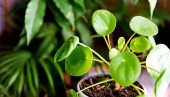 Healthier than ever houseplants by adding kitchen waste you'd throw away to the soil