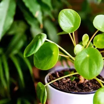 Healthier than ever houseplants by adding kitchen waste you'd throw away to the soil