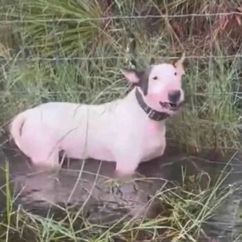 Indignación por un perro abandonado atado a una valla antes de la llegada del huracán Milton