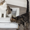 Jours Flash Prime même pour les chats ! Découvrez l’offre sur ce bac à litière autonettoyant