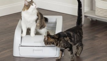 Jours Flash Prime même pour les chats ! Découvrez l’offre sur ce bac à litière autonettoyant