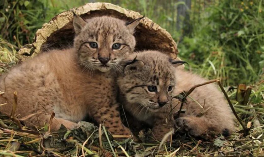 La Olivilla reintroduce en el medio natural un centenar de cachorros nacidos desde 2007