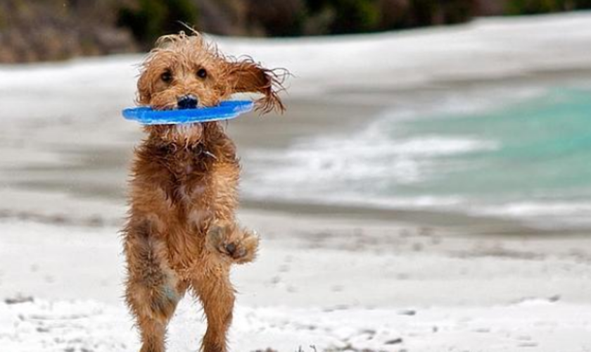 La presencia de perros en las playas de San Sebastián suscita quejas entre la población: «Te llenan de babas y los dueños de charla»