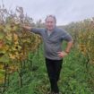 « L’année la plus compliquée pour les vignerons franciliens » : à Chelles, des vendanges en chute de 50 %