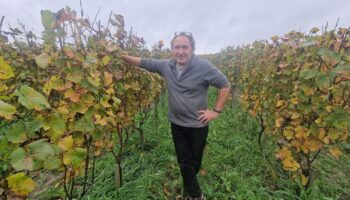 « L’année la plus compliquée pour les vignerons franciliens » : à Chelles, des vendanges en chute de 50 %