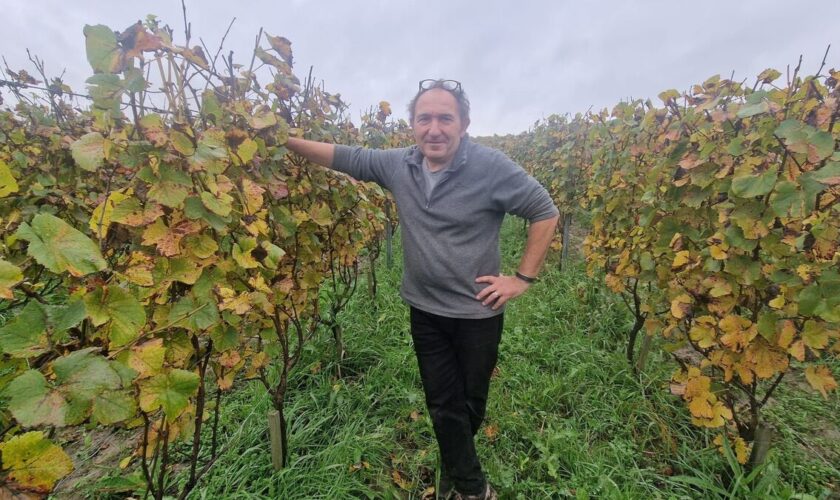 « L’année la plus compliquée pour les vignerons franciliens » : à Chelles, des vendanges en chute de 50 %