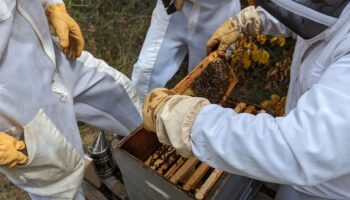 Les apiculteurs des Pyrénées-Orientales retrouvent le sourire grâce au retour d’un peu de pluie