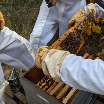 Les apiculteurs des Pyrénées-Orientales retrouvent le sourire grâce au retour d’un peu de pluie