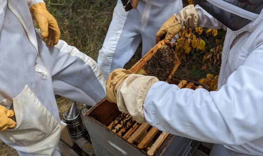 Les apiculteurs des Pyrénées-Orientales retrouvent le sourire grâce au retour d’un peu de pluie