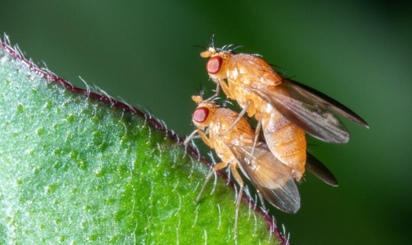 «Les effets se font déjà ressentir en agriculture» : des chercheurs évaluent l’impact de plus de 1000 molécules chimiques sur les insectes