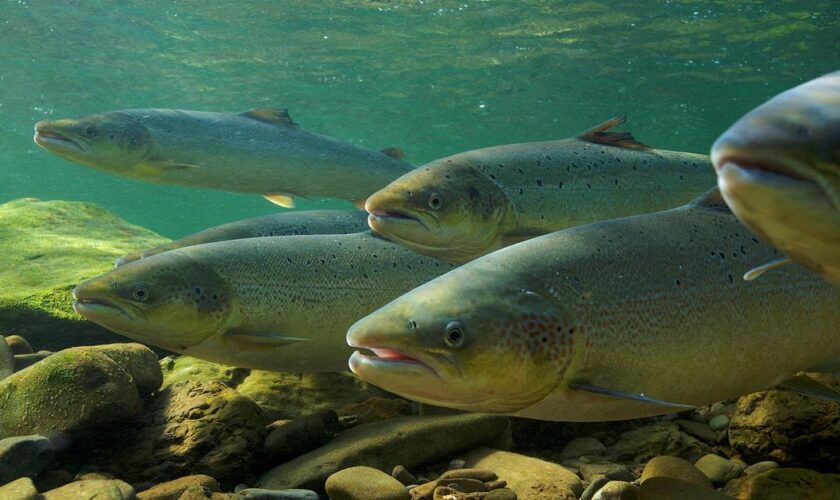 L'inquiétante chute du nombre de saumons britanniques, pour cause de pollution des rivières