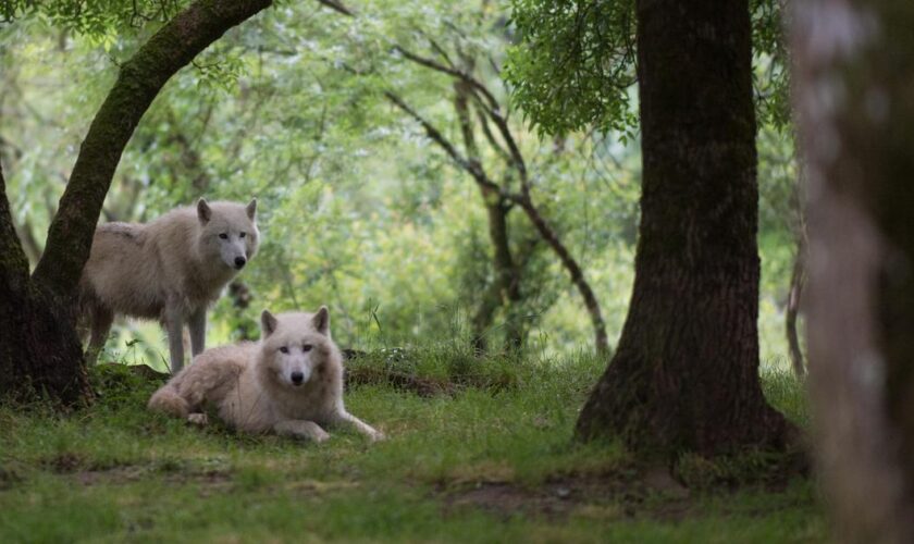 Malgré un nouveau statut de protection, l'impossible débat sur la régulation du loup