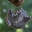 Marseille renouvelle son partenariat avec les furets pour chasser les rats des parcs