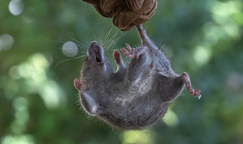 Marseille renouvelle son partenariat avec les furets pour chasser les rats des parcs