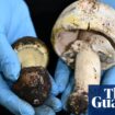 Melbourne woman’s death after foraged mushroom dinner prompts coroner’s warning