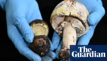 Melbourne woman’s death after foraged mushroom dinner prompts coroner’s warning