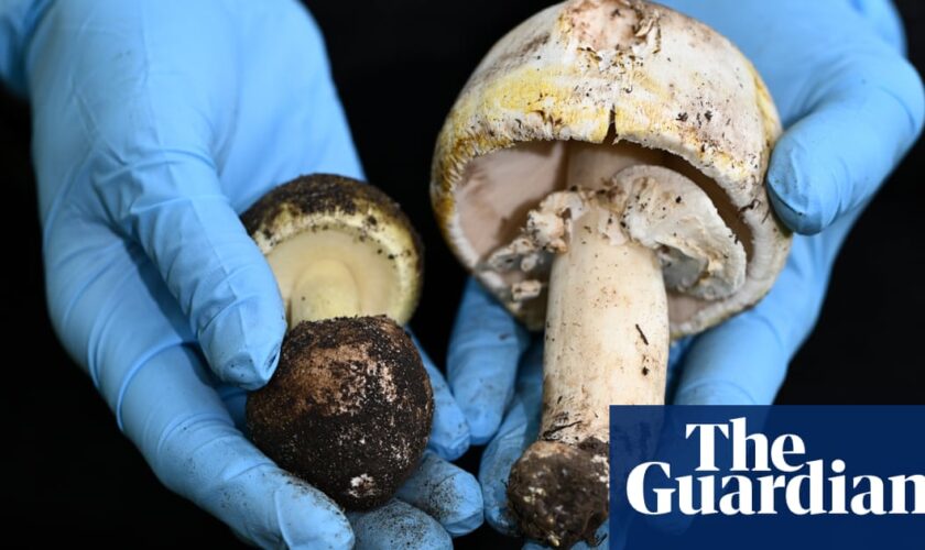 Melbourne woman’s death after foraged mushroom dinner prompts coroner’s warning