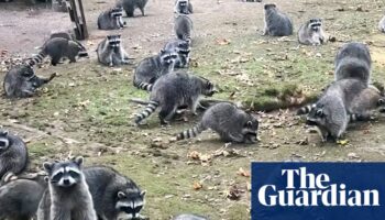 More than 100 raccoons swarm house of woman who’d been feeding them and trap her inside