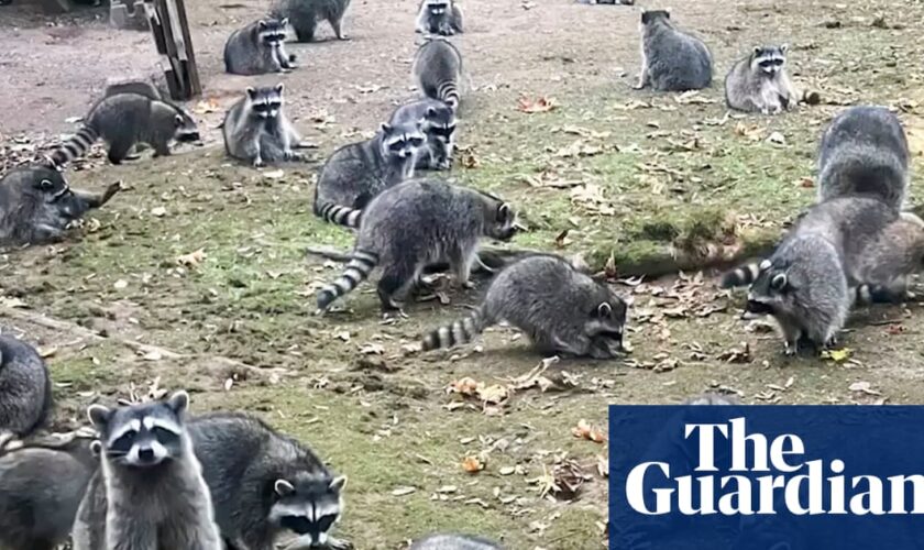 More than 100 raccoons swarm house of woman who’d been feeding them and trap her inside