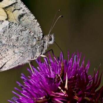 N. Macedonia: Europe's most endangered butterfly sold online