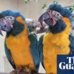 Parrots missing from London zoo found behind Cambridgeshire garden