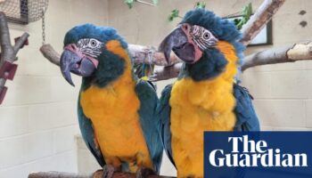 Parrots missing from London zoo found behind Cambridgeshire garden