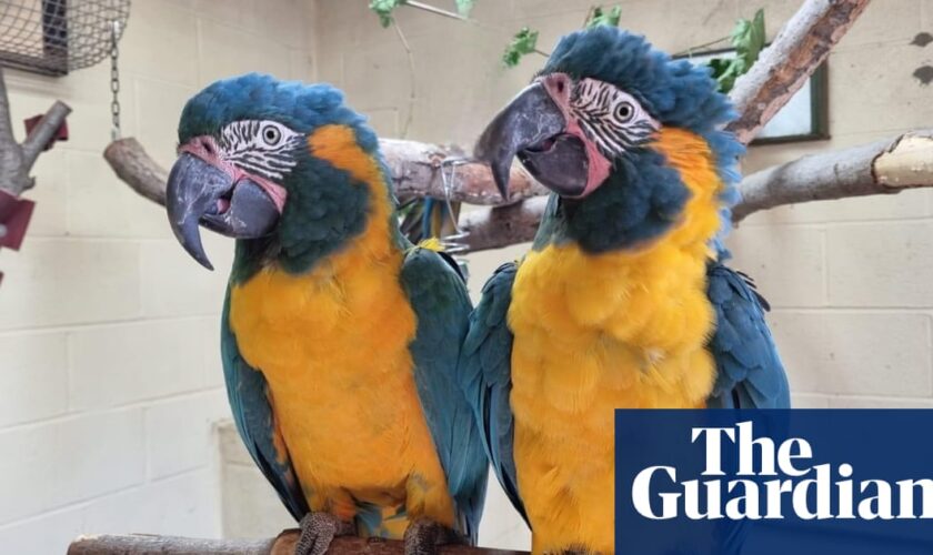 Parrots missing from London zoo found behind Cambridgeshire garden