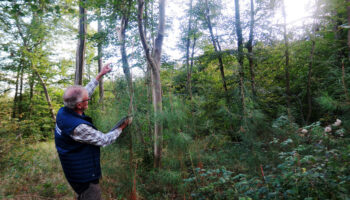 Réchauffement climatique : plantés pour « sauver la forêt », les arbres du Sud semblent se plaire à Chantilly