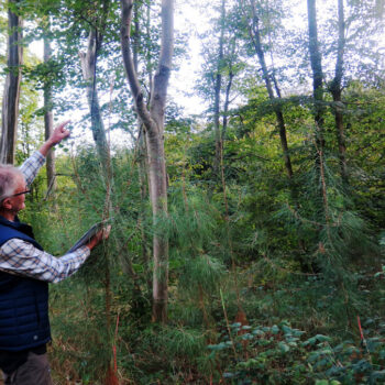 Réchauffement climatique : plantés pour « sauver la forêt », les arbres du Sud semblent se plaire à Chantilly