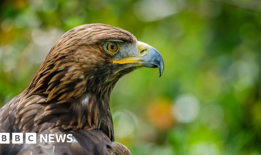 Rogue gamekeepers killing birds of prey, says RSPB