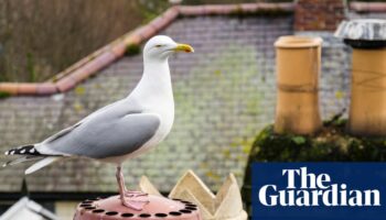 Safe sex for seagulls? Why bird contraception plan in Worcester may not fly