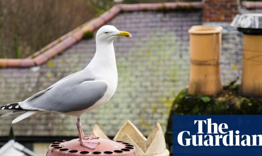 Safe sex for seagulls? Why bird contraception plan in Worcester may not fly