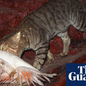 Shooters to target feral cats in NSW national parks amid boom in population