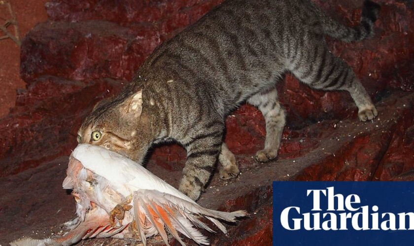 Shooters to target feral cats in NSW national parks amid boom in population