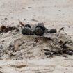 Sydney beaches closed over 'mysterious' black balls