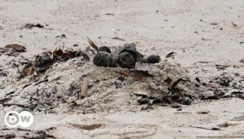 Sydney beaches closed over 'mysterious' black balls