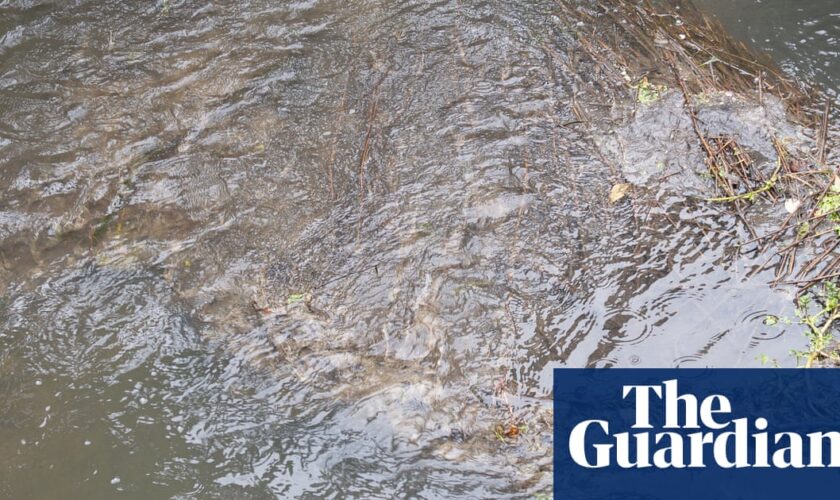 UK rivers contain ‘cocktail of chemicals and stimulants’ endangering aquatic life