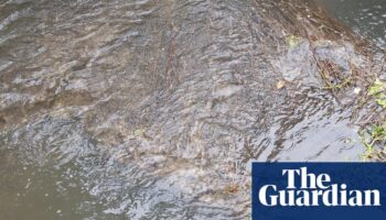 UK rivers contain ‘cocktail of chemicals and stimulants’ endangering aquatic life