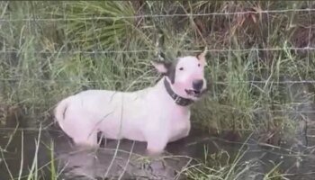 Un hombre es arrestado por abandonar a su perro durante la evacuación por la llegada del huracán Milton a Florida