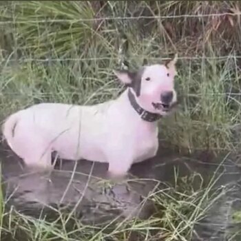 Un hombre es arrestado por abandonar a su perro durante la evacuación por la llegada del huracán Milton a Florida