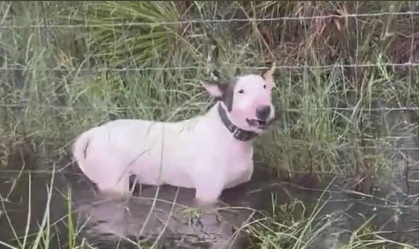 Un hombre es arrestado por abandonar a su perro durante la evacuación por la llegada del huracán Milton a Florida