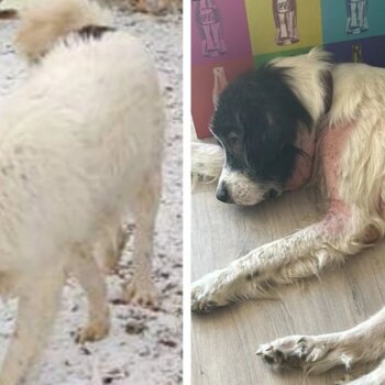 Una voluntaria de un refugio de animales en Madrid denuncia al dueño: «El lugar es un infierno»