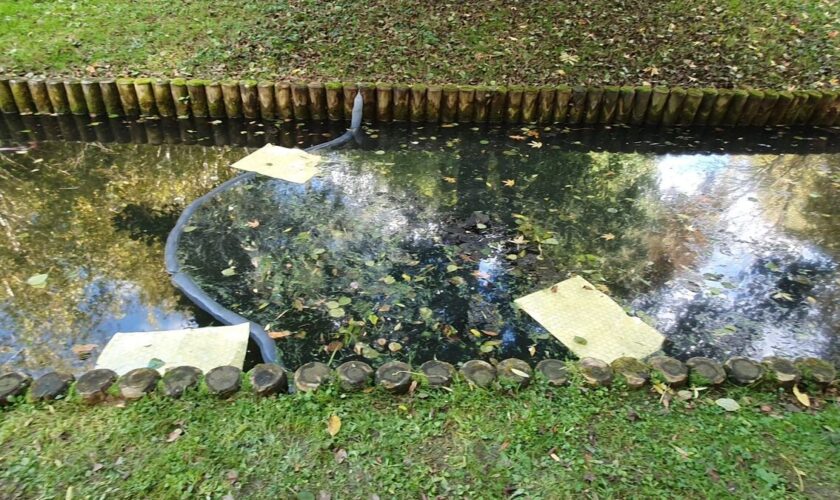 « Une horrible odeur de gazole » : alerte à la pollution dans le bassin du parc de Lesser à Ville-d’Avray