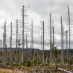 Warum das Waldsterben in Deutschland gut sein könnte