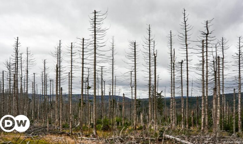 Warum das Waldsterben in Deutschland gut sein könnte